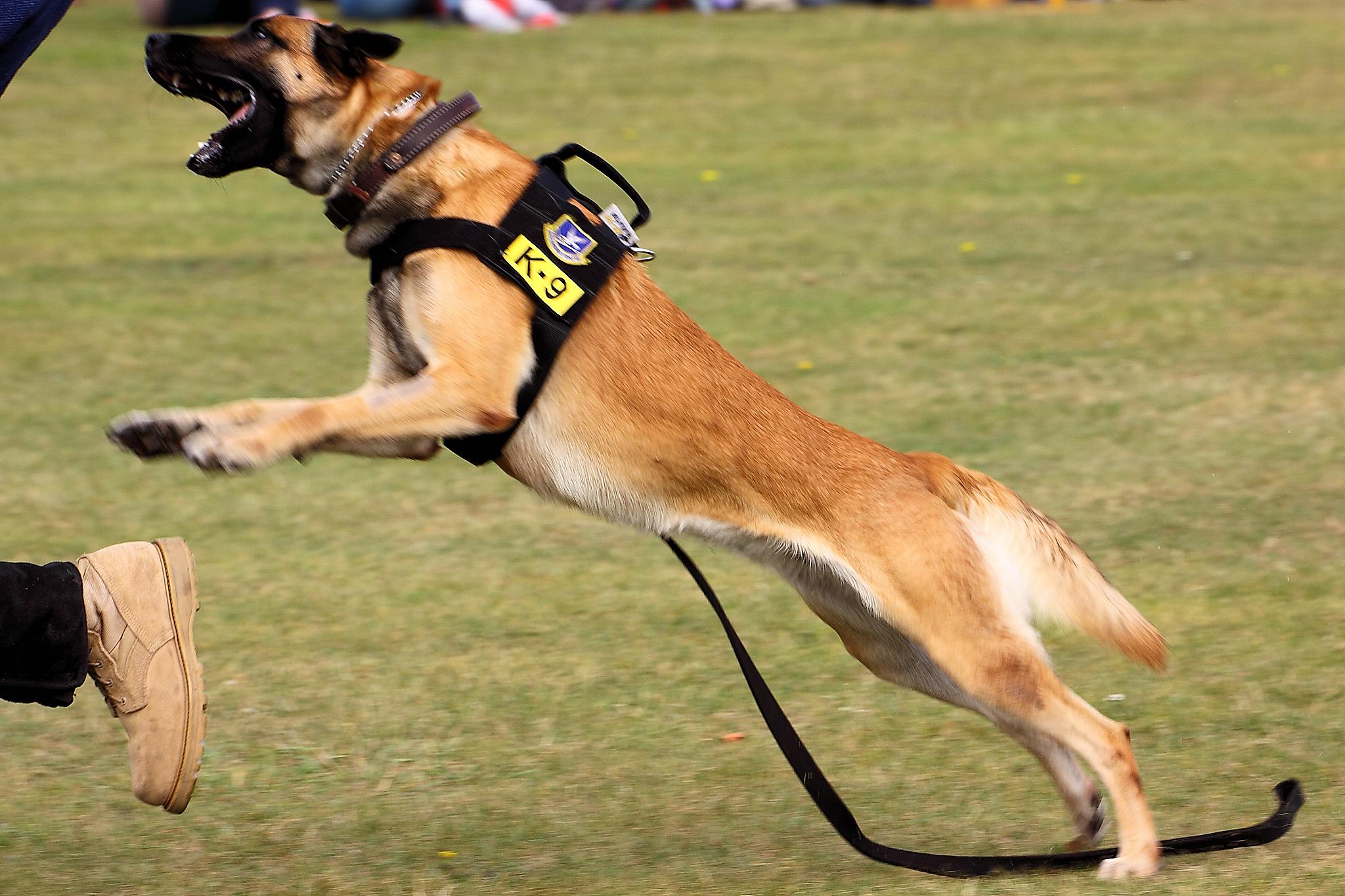 Important characteristics of protection dogs