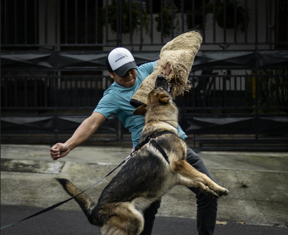 Protection Dogs For Families