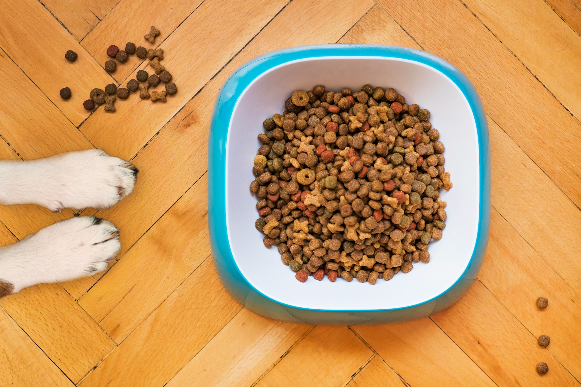 Caring for Your K9 Companion