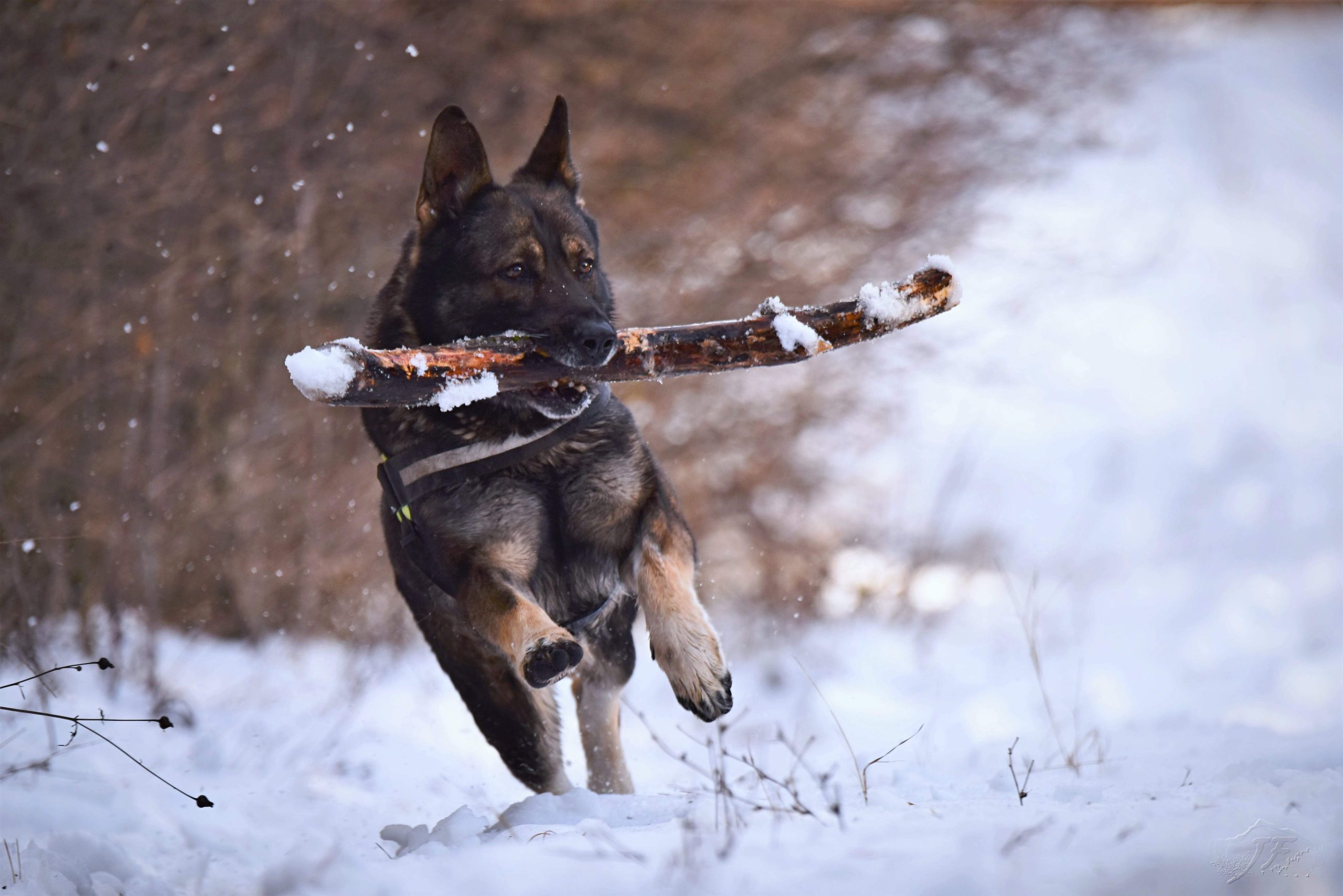 K9 Heroes: Inspiring Stories