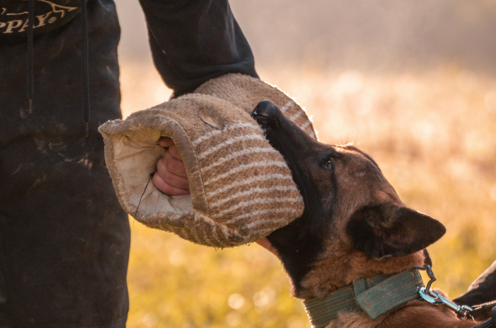 Top 10 K9 Dog Breeds